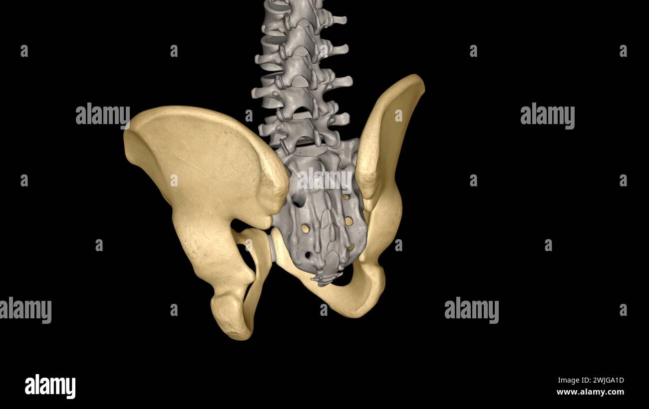 Die Hüfte ist der Bereich auf beiden Seiten der 3D-Abbildung des Beckens Stockfoto