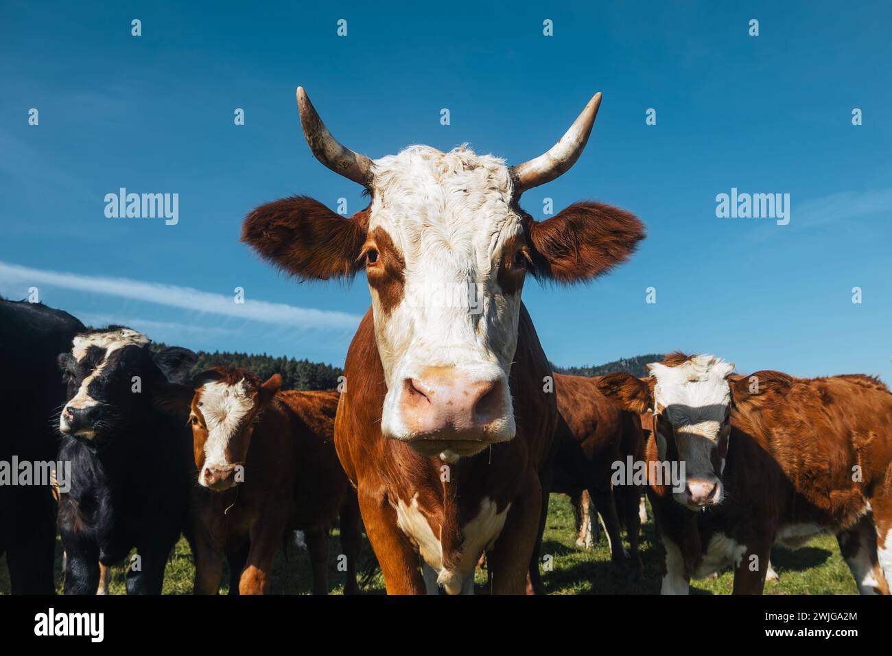 Vorderansicht der Rinderherde, die an sonnigen Sommertagen auf der Weide spaziert. Stockfoto