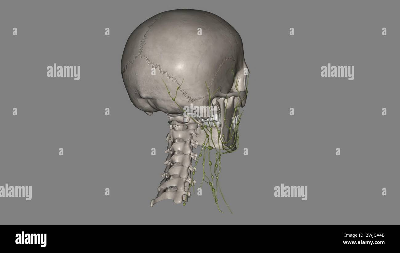 Die Lymphdrainage des Kopfes und Halses ist eine eindeutige Illustration Stockfoto