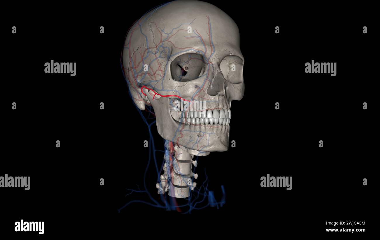 Die Arteria facialis transversalis (TFA) ist ein Ast der Arteria