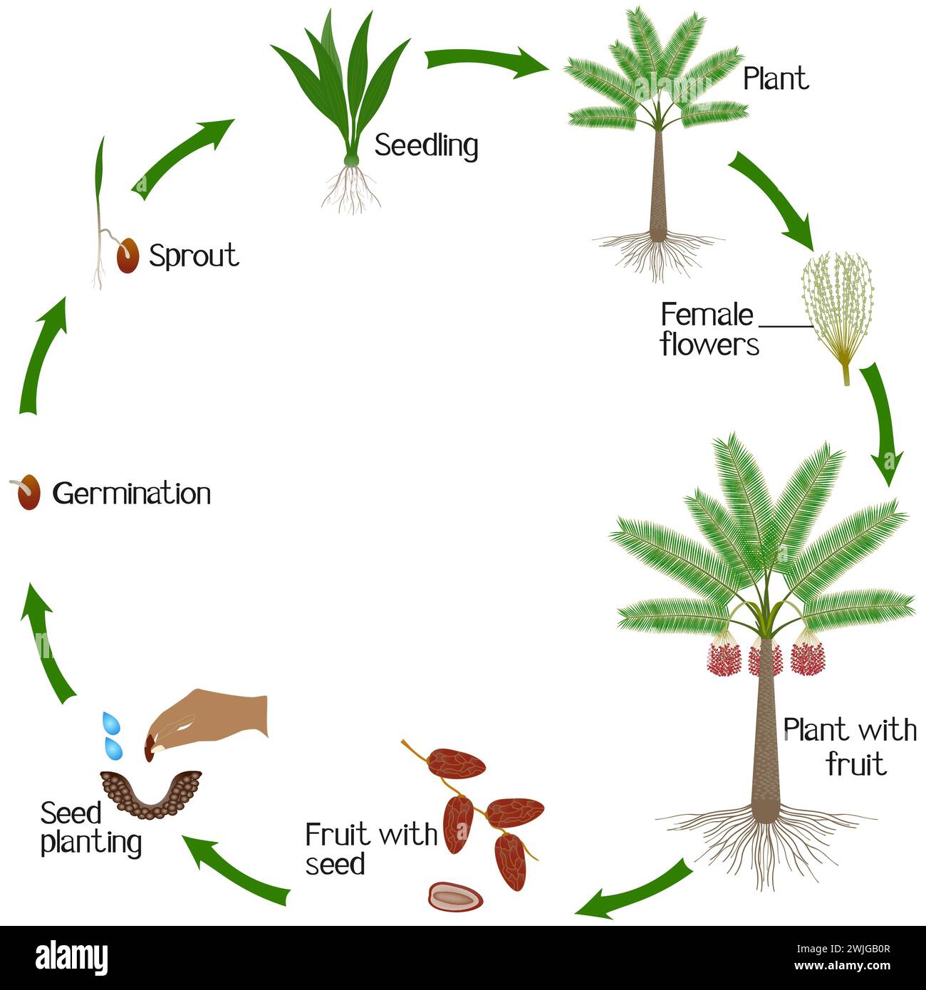 Ein Wachstumszyklus aus Dattelpalme auf weißem Hintergrund. Stock Vektor