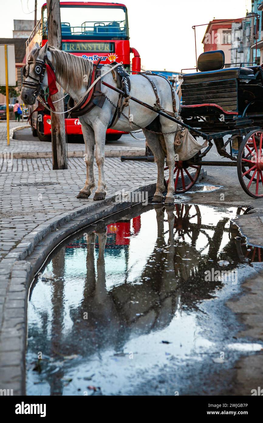 24. JAN 2013 - vertikale Ansicht einer alten Pferdekutsche mit ihrer Reflexion aus einer Wasserpfütze, die auf einer Straße der Altstadt von Havanna, Kuba, wartet Stockfoto