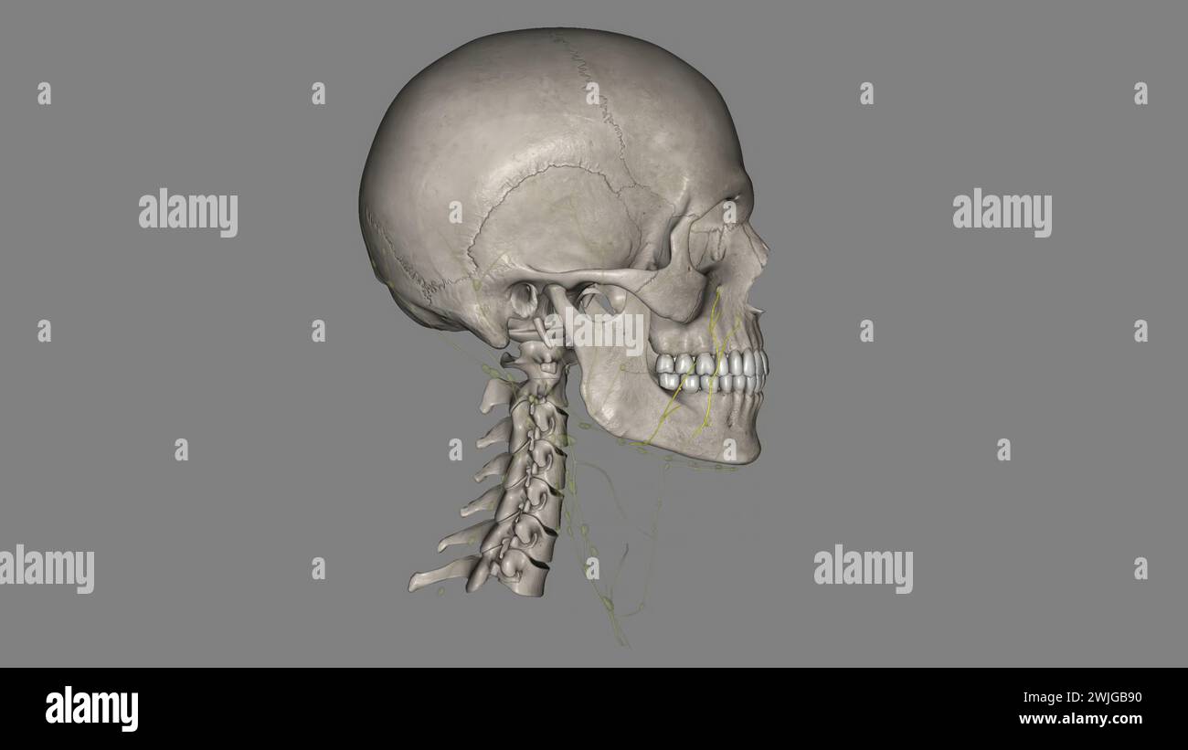 Die Lymphdrainage der Orbita und der periokularen Adnexe erfolgt über die infraorbitale, buccinator- und malare Gruppe 3d illustrati Stockfoto