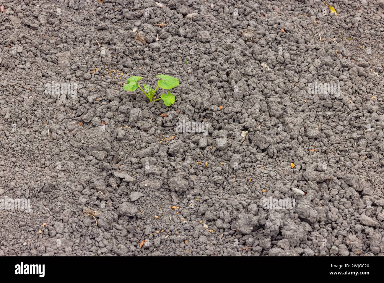 Eine einzige kleine Kürbispflanze in trockenem Boden bei Dürre und Hitze, Deutschland in Klimakrise Stockfoto
