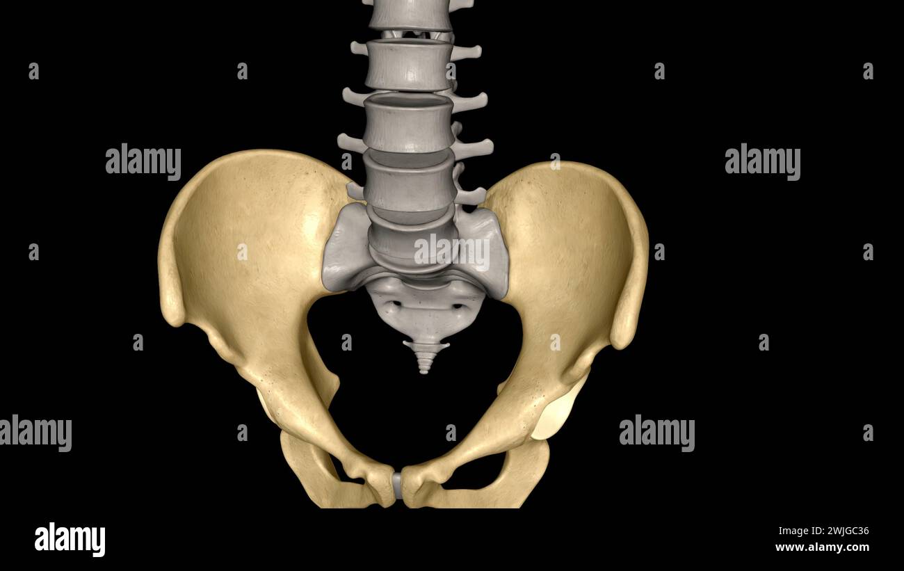 Die Hüfte ist der Bereich auf beiden Seiten der 3D-Abbildung des Beckens Stockfoto