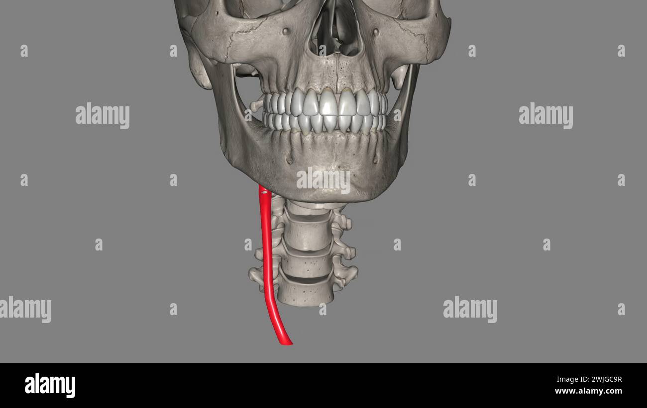 3D-Darstellung der Arteria carotis communis rechts Stockfoto