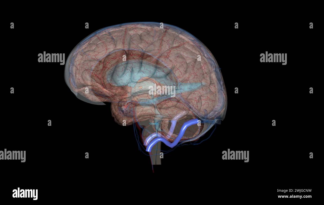 Der Sinus sigmoidalis ist eine 3D-Darstellung des intrakraniellen Venenkanals Stockfoto