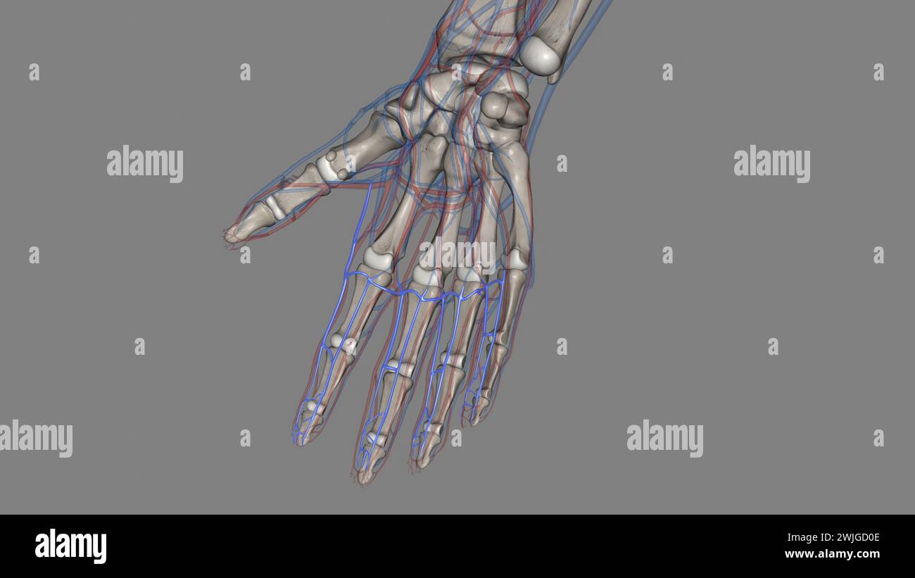 Die palmaren (volaren) digitalen Venen an jedem Finger sind mit den dorsalen digitalen Venen durch schräge interkapituläre Venen 3D-Darstellung verbunden Stockfoto