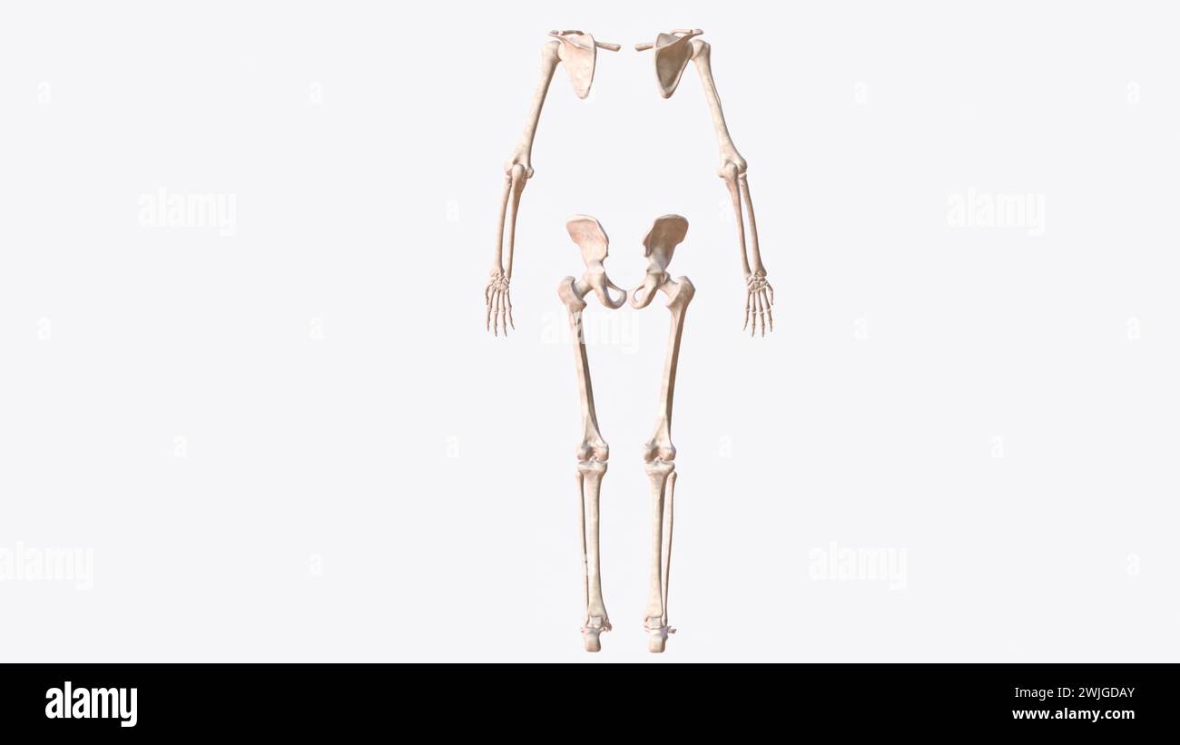 Das Appendikularskelett ist eine von zwei großen Knochengruppen im Körper. Stockfoto