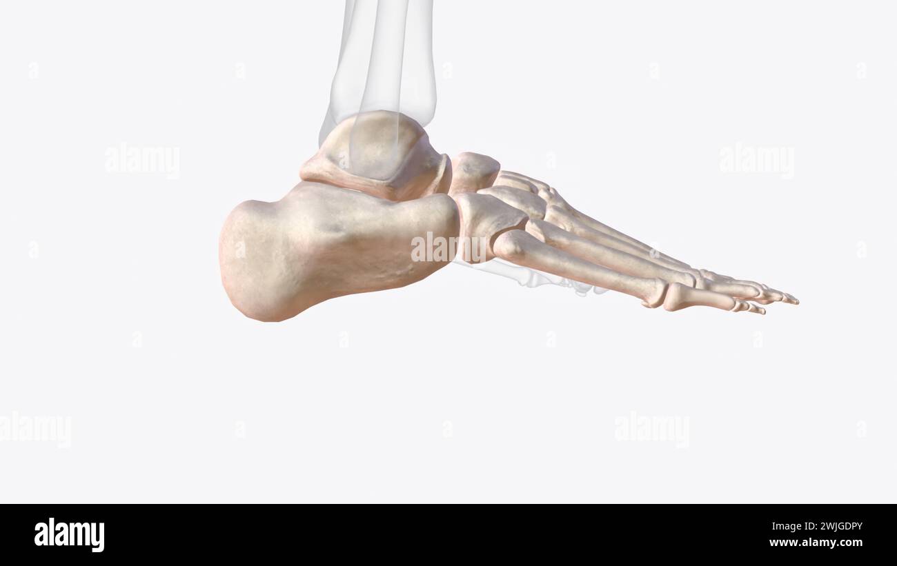 3D-Illustration der Knochen des rechten Sprunggelenks und Fußes Stockfoto