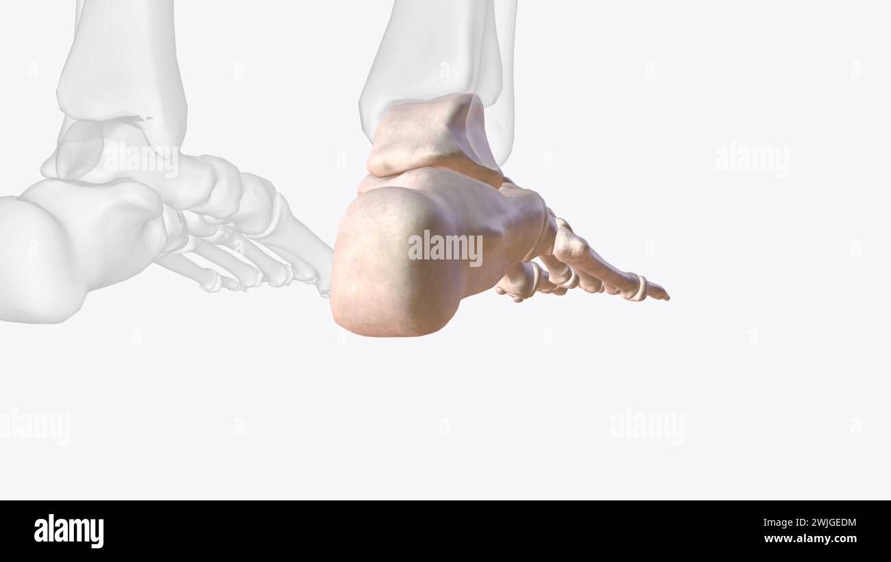 3D-Illustration der Knochen des rechten Sprunggelenks und Fußes Stockfoto