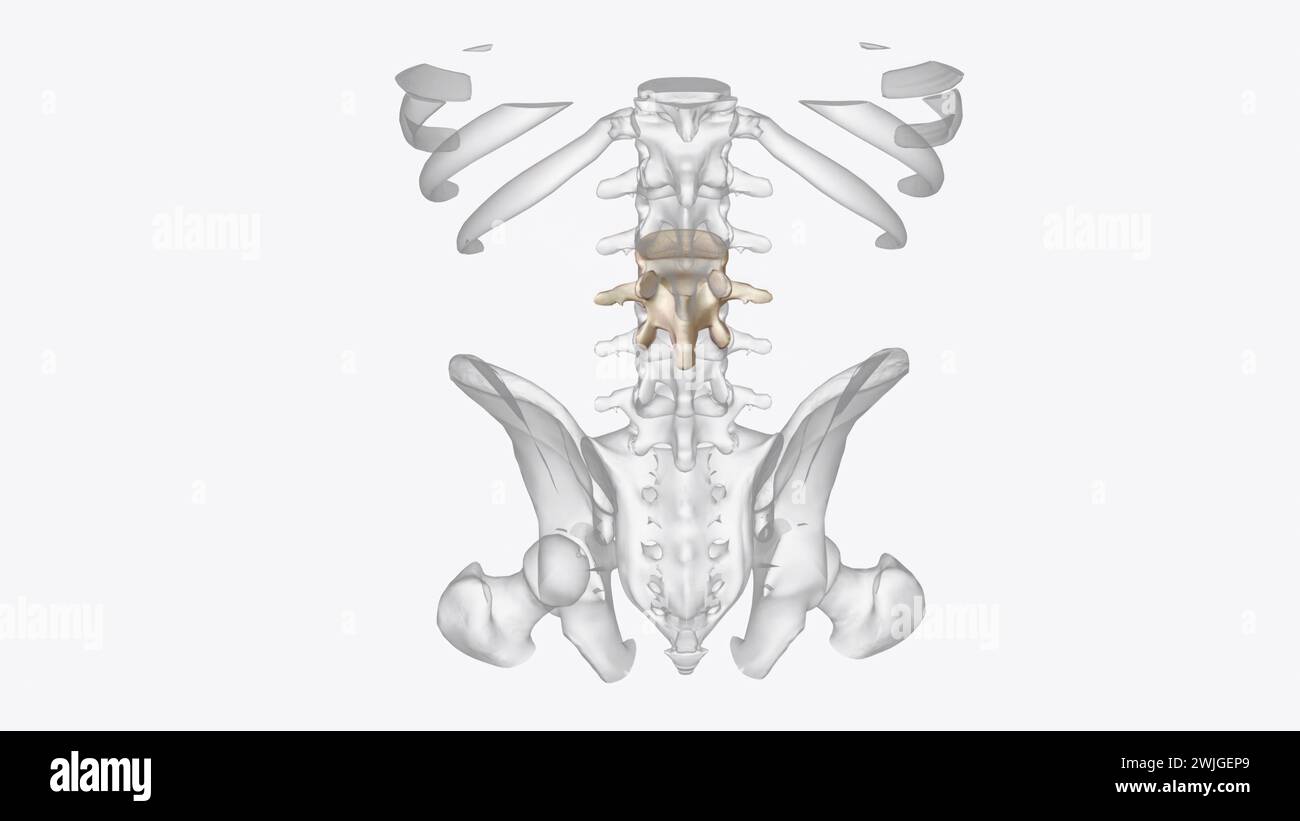 Der obere Pol der linken Niere liegt auf Höhe des 12. Brustwirbels, der untere Pol auf Höhe des dritten Lendenwirbels Stockfoto