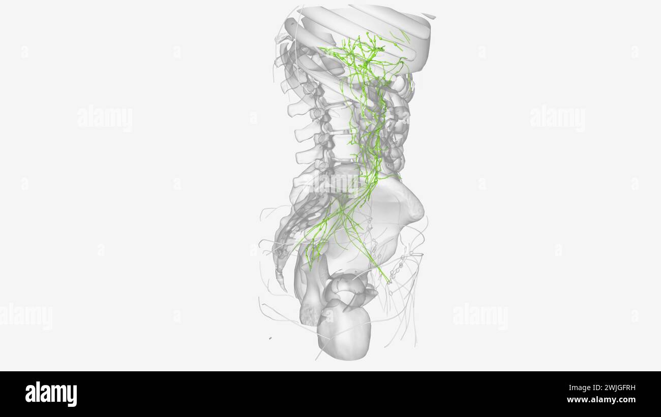 Lymphatik des Abdomens und Beckens 3D-Illustration Stockfoto