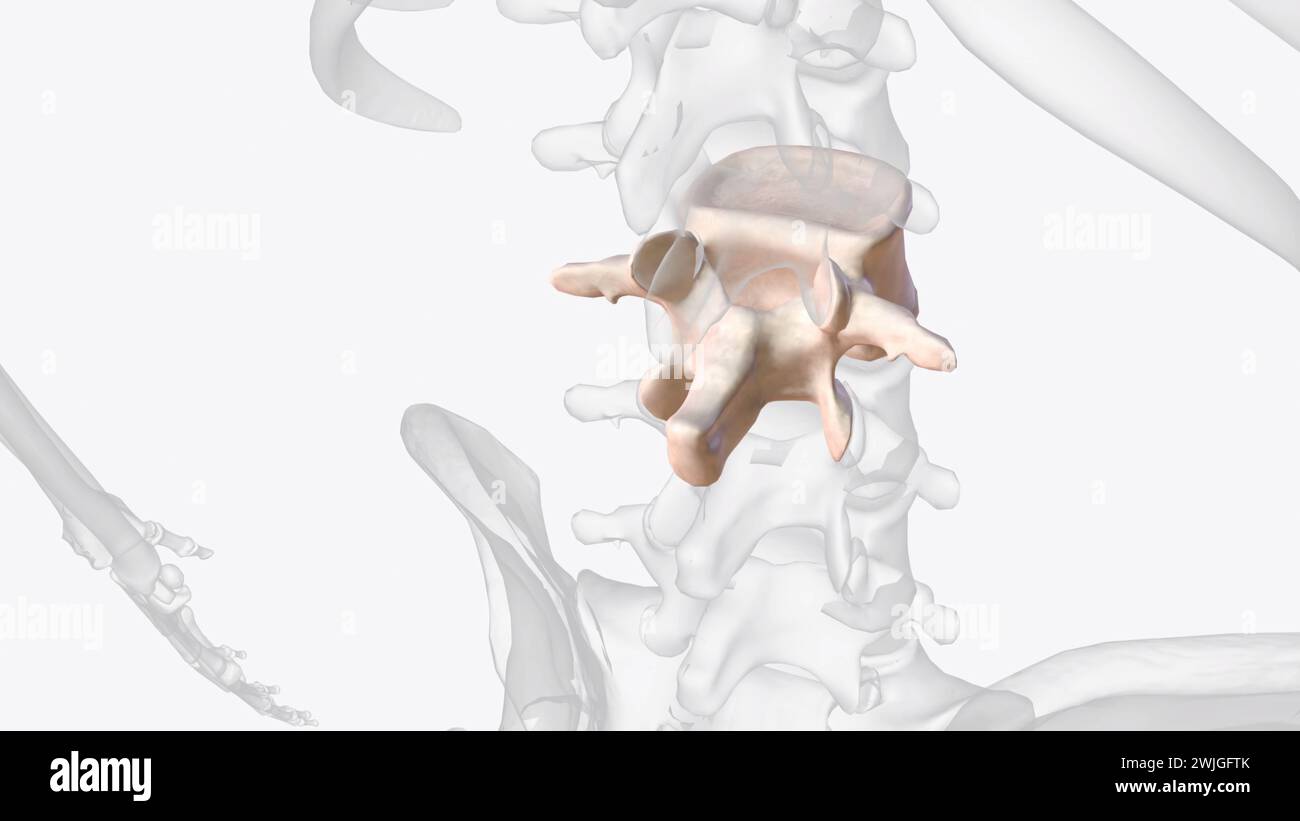 Der obere Pol der linken Niere liegt auf Höhe des 12. Brustwirbels, der untere Pol auf Höhe des dritten Lendenwirbels Stockfoto