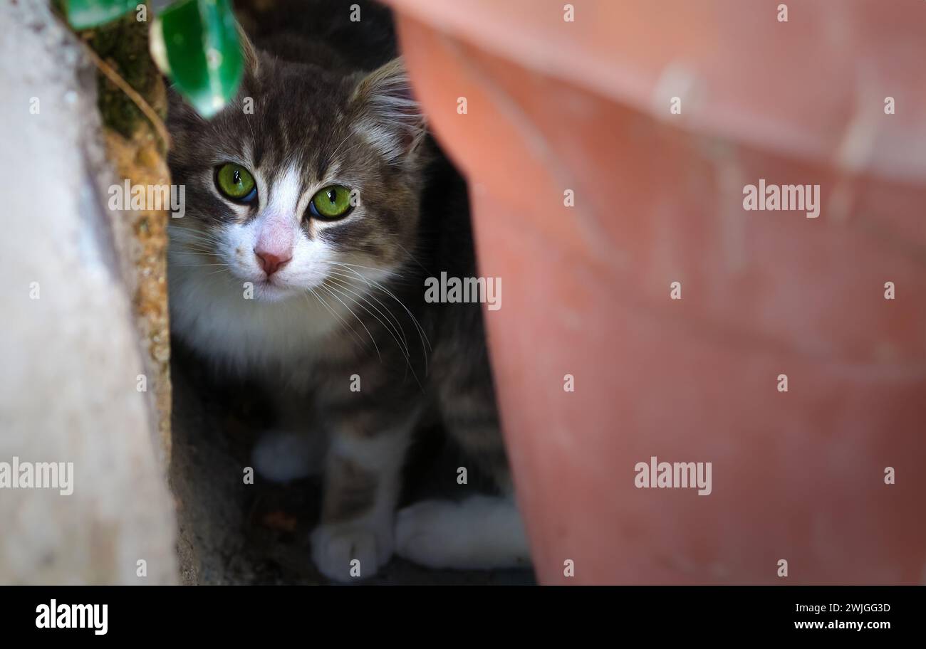 Junge und schüchterne Kätzchen versteckt sich, verkörpert eine vorsichtige und zurückhaltende Natur Stockfoto