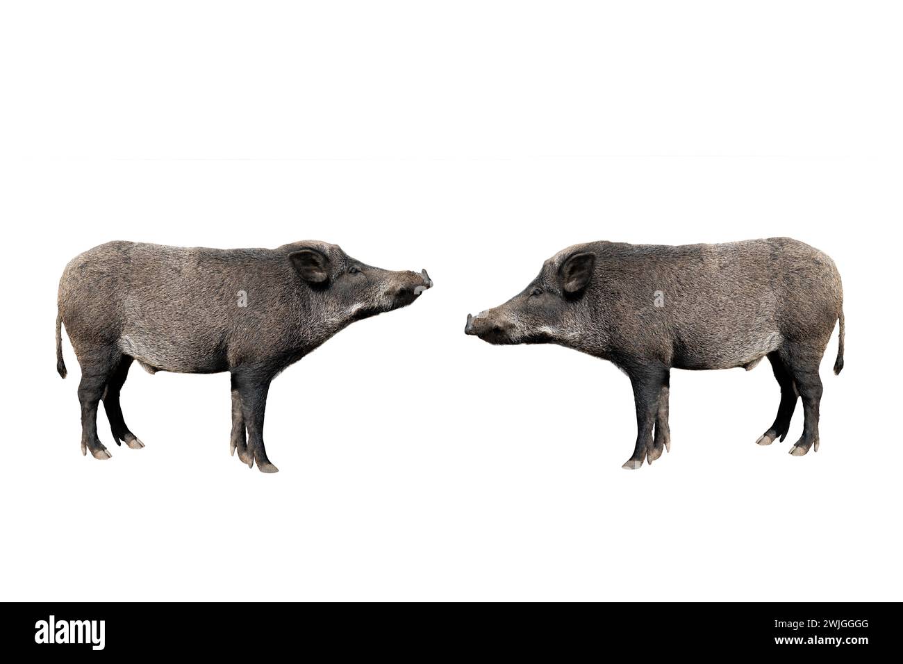 Zwei Wildschweine isoliert auf weißem Hintergrund Stockfoto