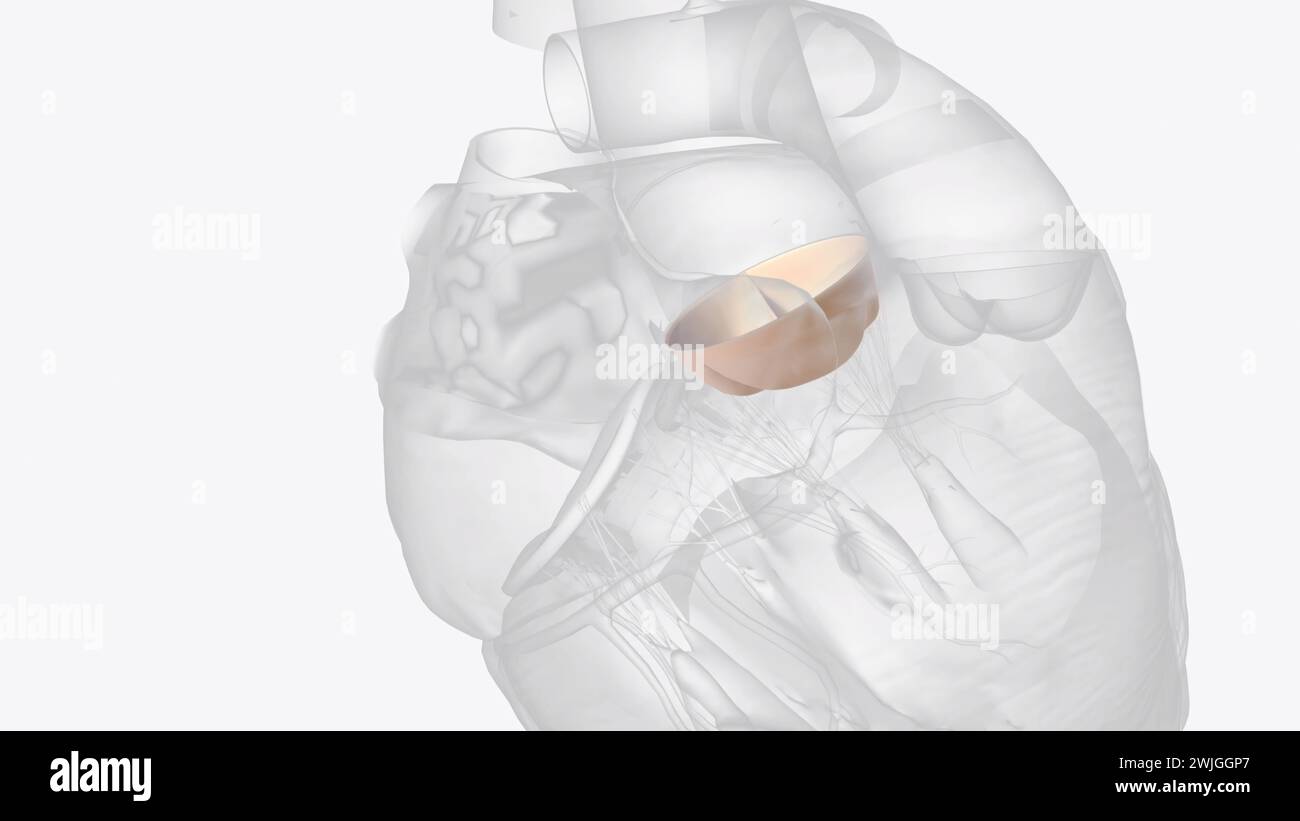 Die Aortenklappe ist eine von vier Herzklappen und ist die letzte, auf die sauerstoffhaltiges Blut stößt, da sie die 3D-Darstellung des Herzens verlässt Stockfoto