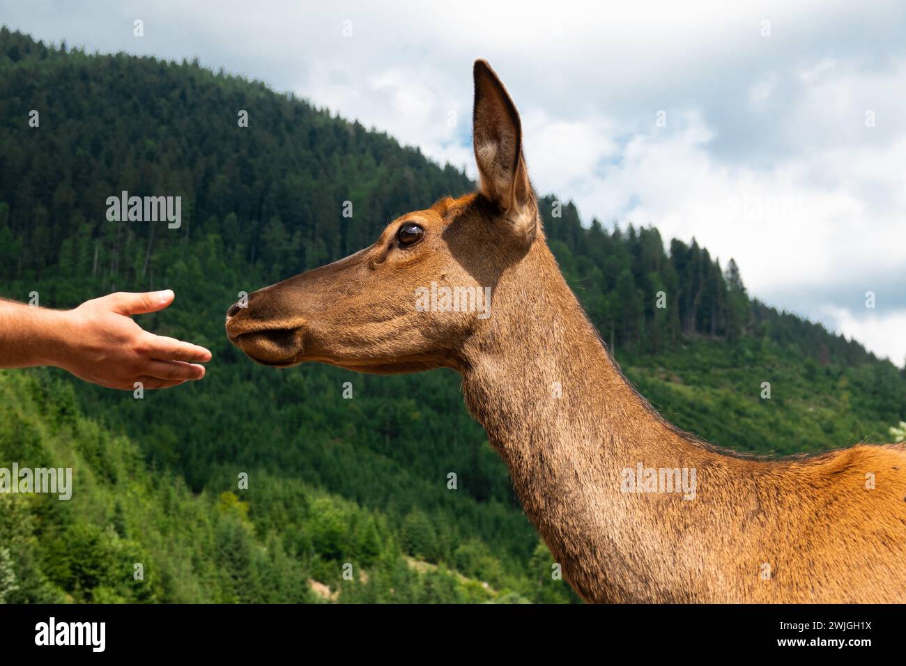 Der Mann hält seine Hand zum Hirsch Stockfoto