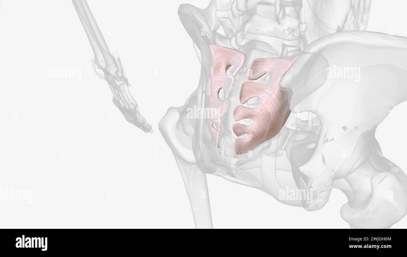 Interossäre iliakale Ligamentum 3d medizinisch Stockfoto