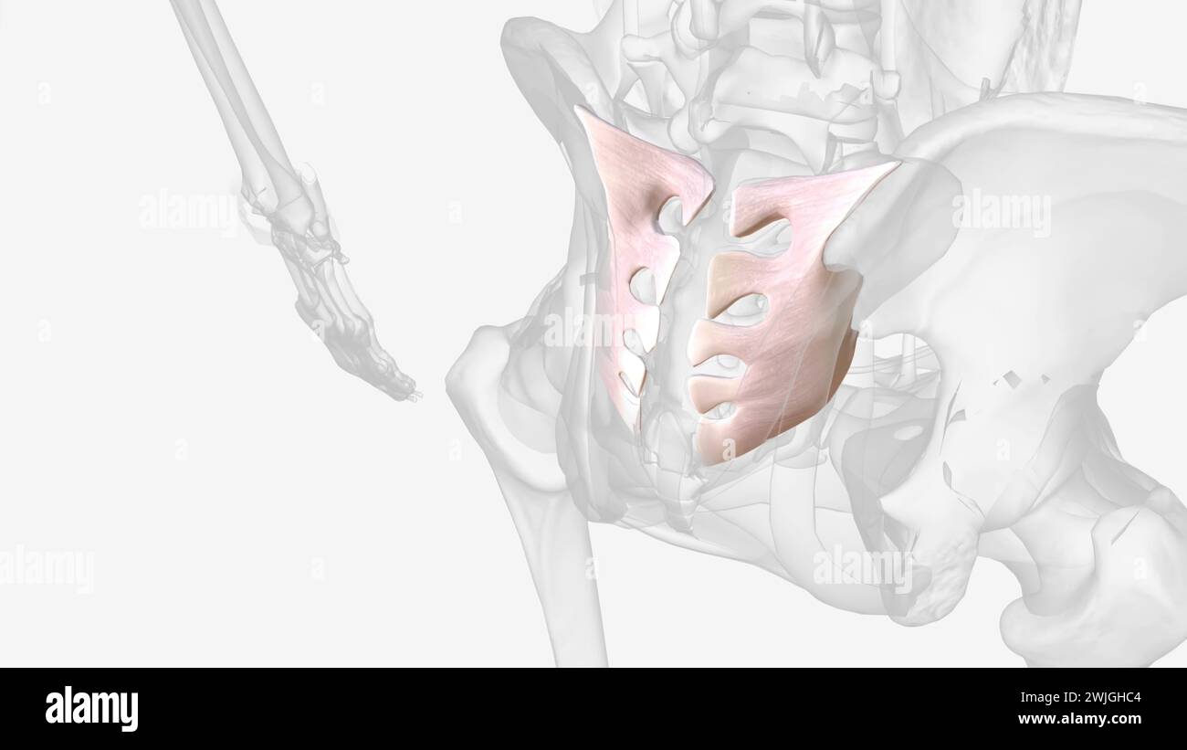 Posterior Intercsseo sacroiliaca Ligament 3d Stockfoto