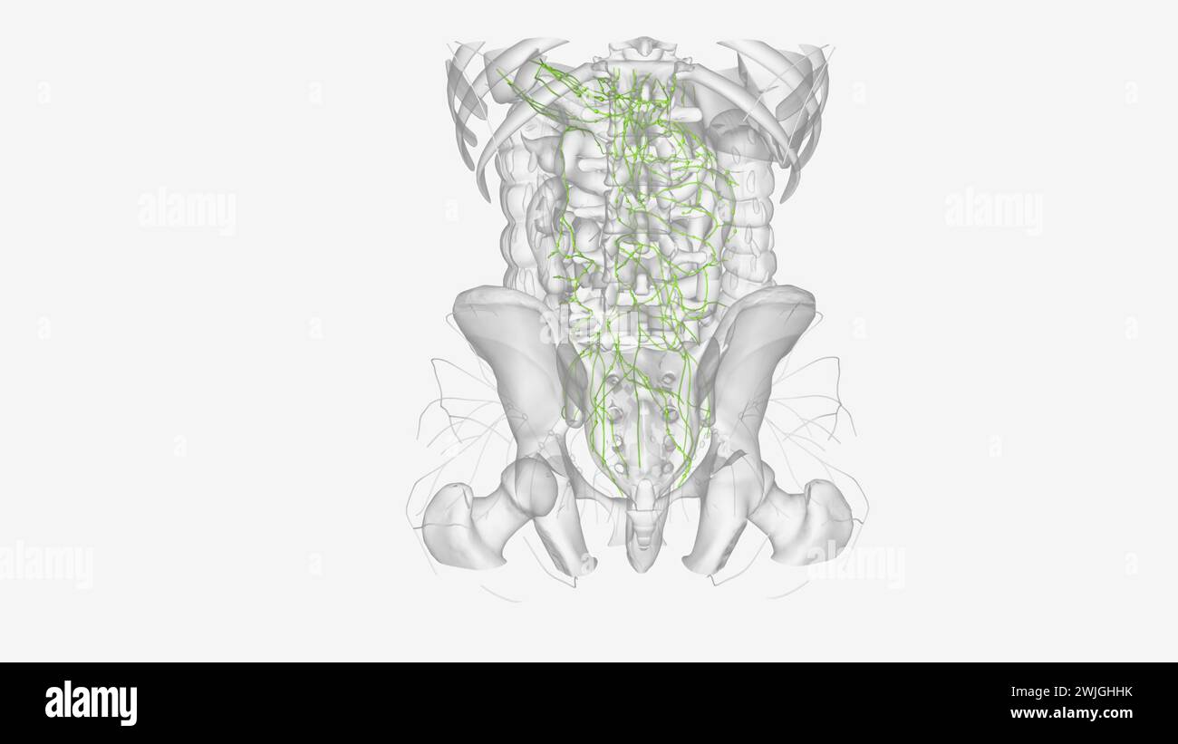 Lymphatik des Abdomens und Beckens 3D-Illustration Stockfoto