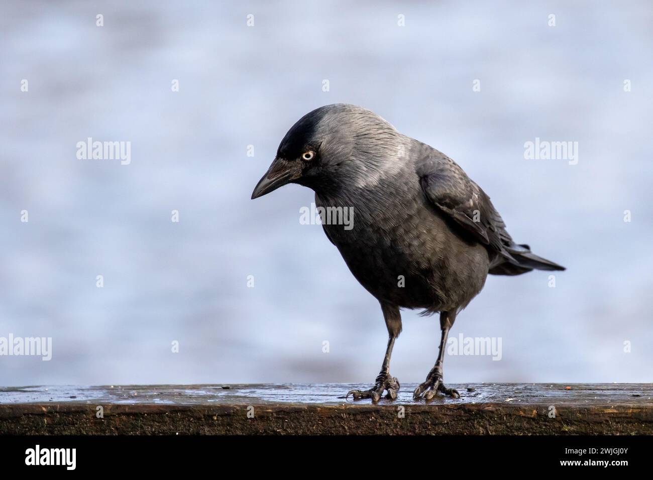 Schwarze Krähe, die auf Holzbrett steht, mit neutralem Hintergrund, der im Sonnenlicht nach unten blickt Stockfoto