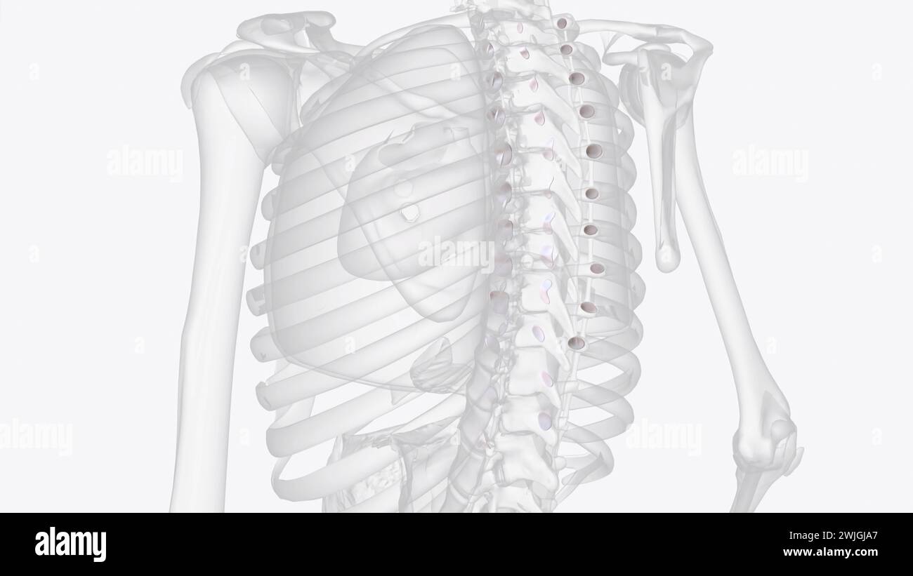Die kostovertebralen Gelenke beschreiben zwei Gruppen von Gelenkverbindungen in der Synovialebene, die das proximale Ende der Rippen mit den entsprechenden Wirbeln verbinden Stockfoto