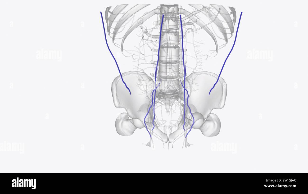 Die Venen des Abdomens entleeren desoxygeniertes Blut und bringen es in die 3D-Abbildung des Herzens zurück Stockfoto