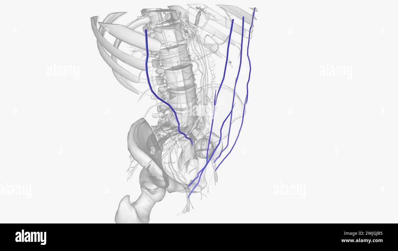 Die Venen des Abdomens entleeren desoxygeniertes Blut und bringen es in die 3D-Abbildung des Herzens zurück Stockfoto