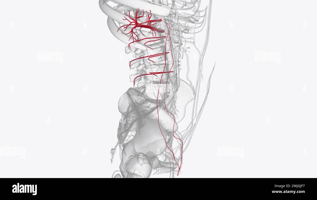 Die Hauptgefäße des Abdomens, einschließlich der Aorta abdominalis und der Vena cava inferior, verlaufen entlang der hinteren Bauchwand 3D-Abbildung Stockfoto