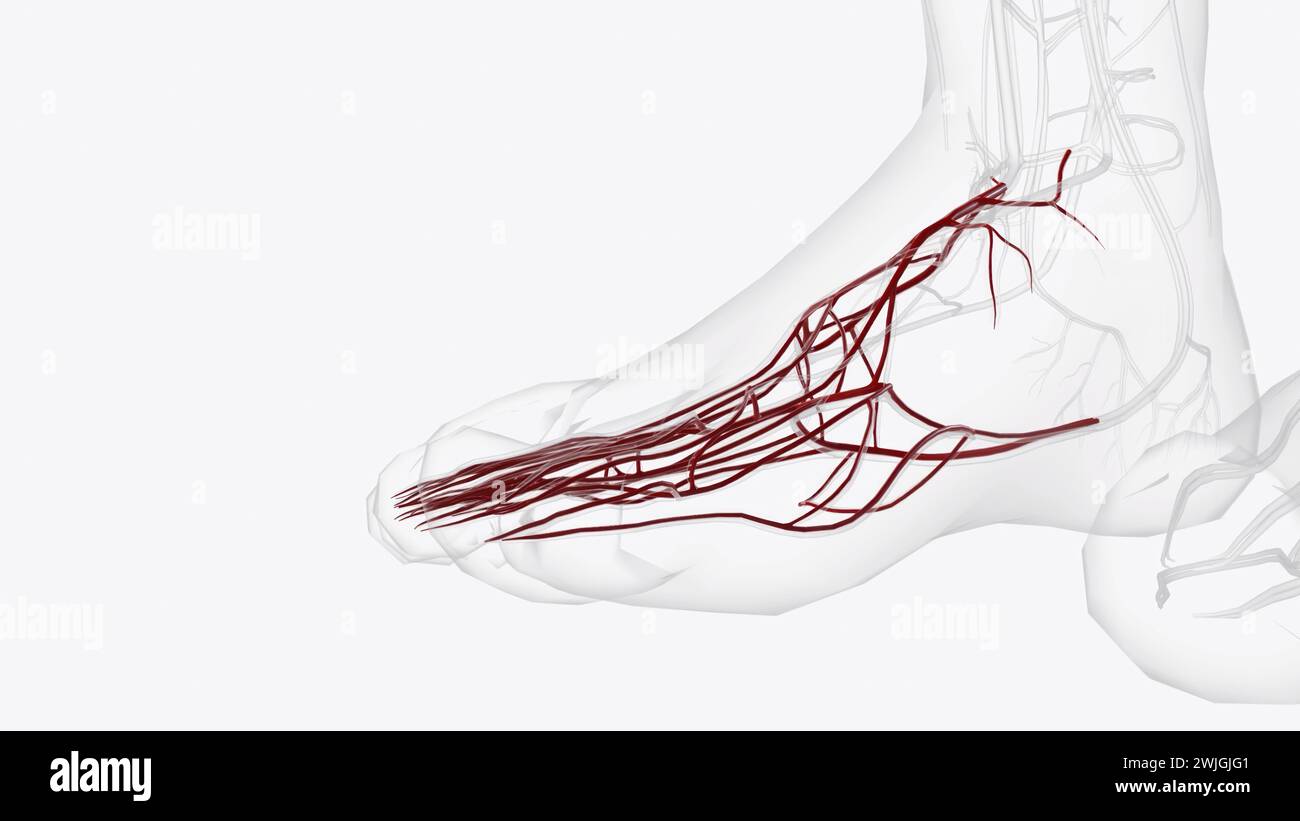 Arterien des rechten Fusses 3D-Meeical Stockfoto