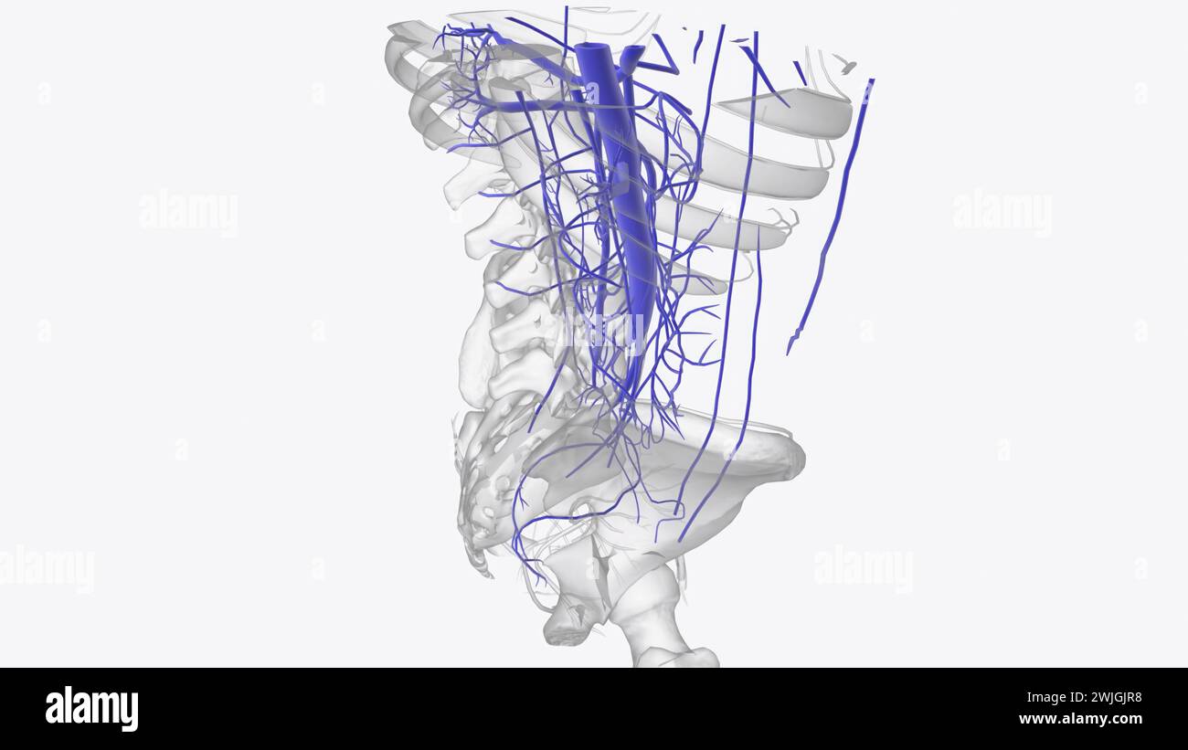 Die Venen des Abdomens entleeren desoxygeniertes Blut und bringen es in die 3D-Abbildung des Herzens zurück Stockfoto