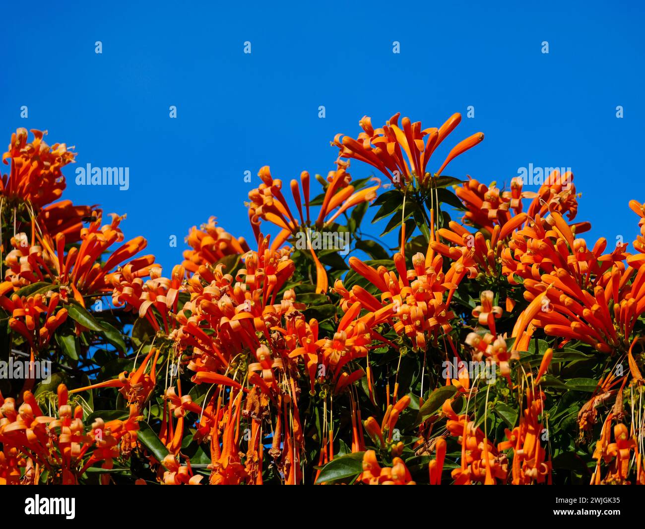 Wunderschöne orangene Pyrostegia venusta mit blauem Himmel Stockfoto