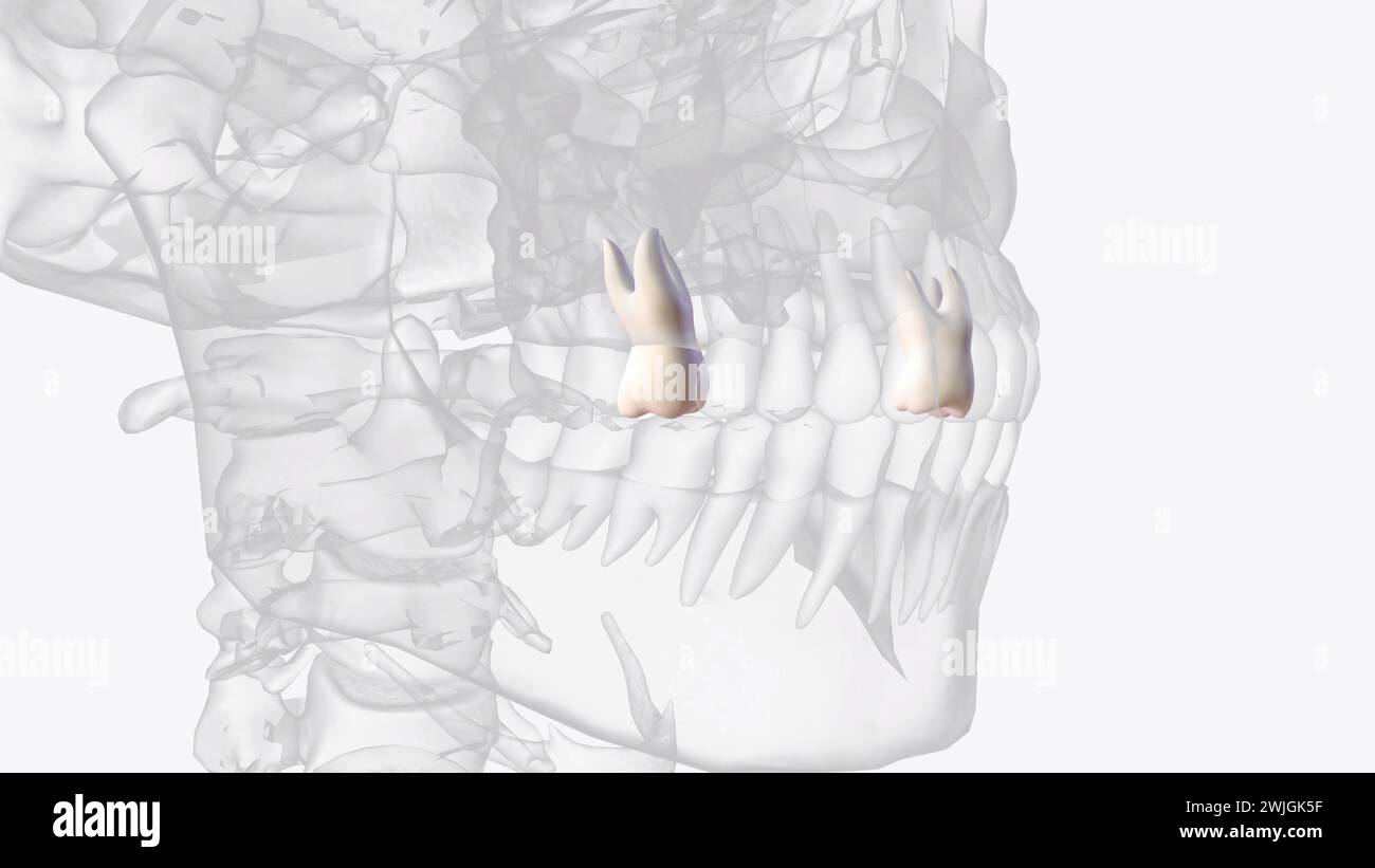 Der zweite Prämolar des Oberkiefers ist einer von zwei Zähnen im Oberkiefer, Stockfoto