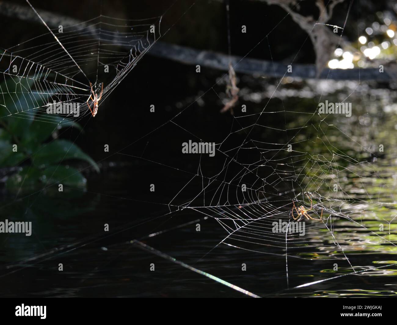 Spider baut sein Spinnennetz in der Natur Stockfoto