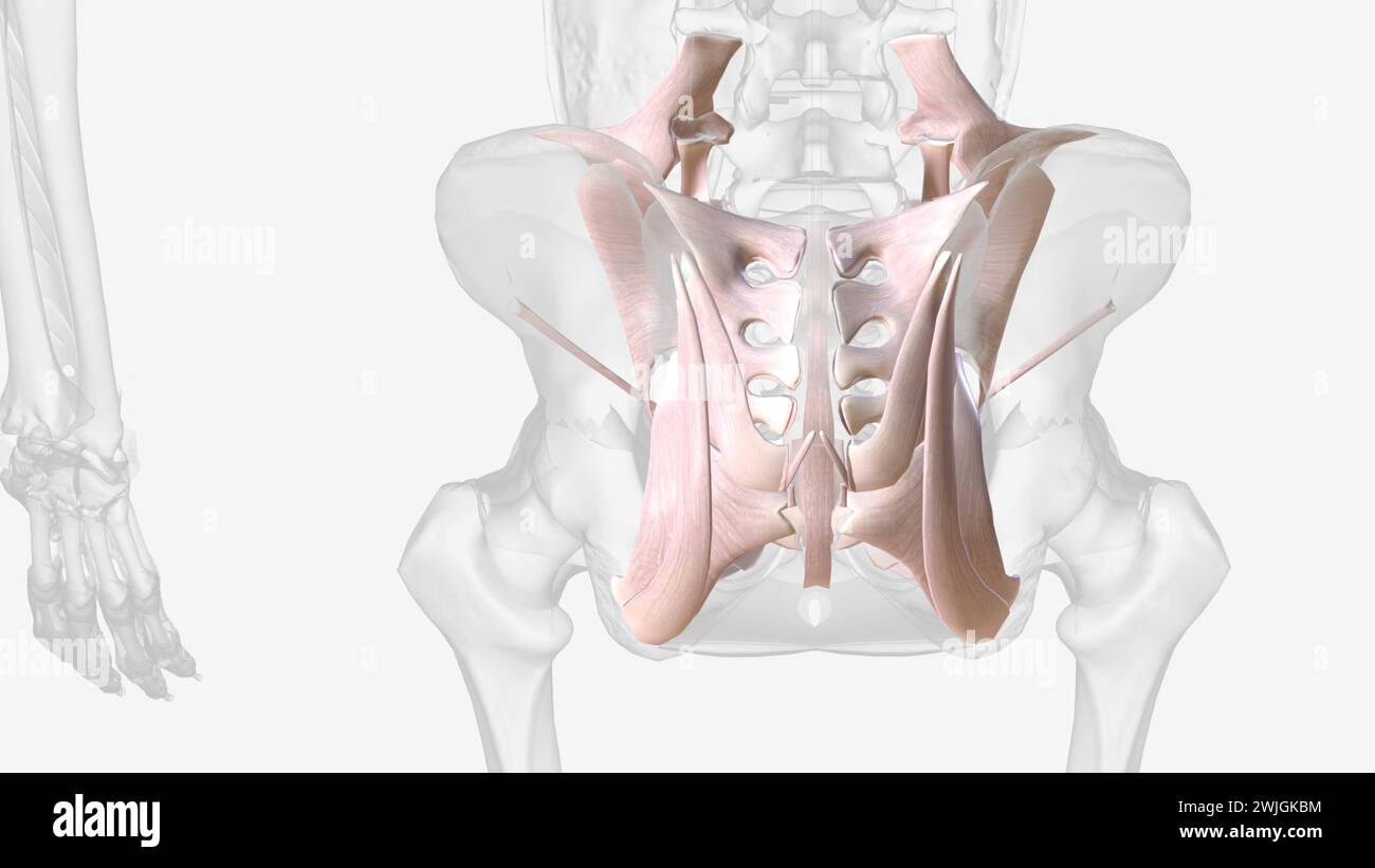 Die Bänder des weiblichen Fortpflanzungstraktes sind eine Reihe von Strukturen, die die inneren weiblichen Genitalien in der 3D-Abbildung des Beckens unterstützen Stockfoto