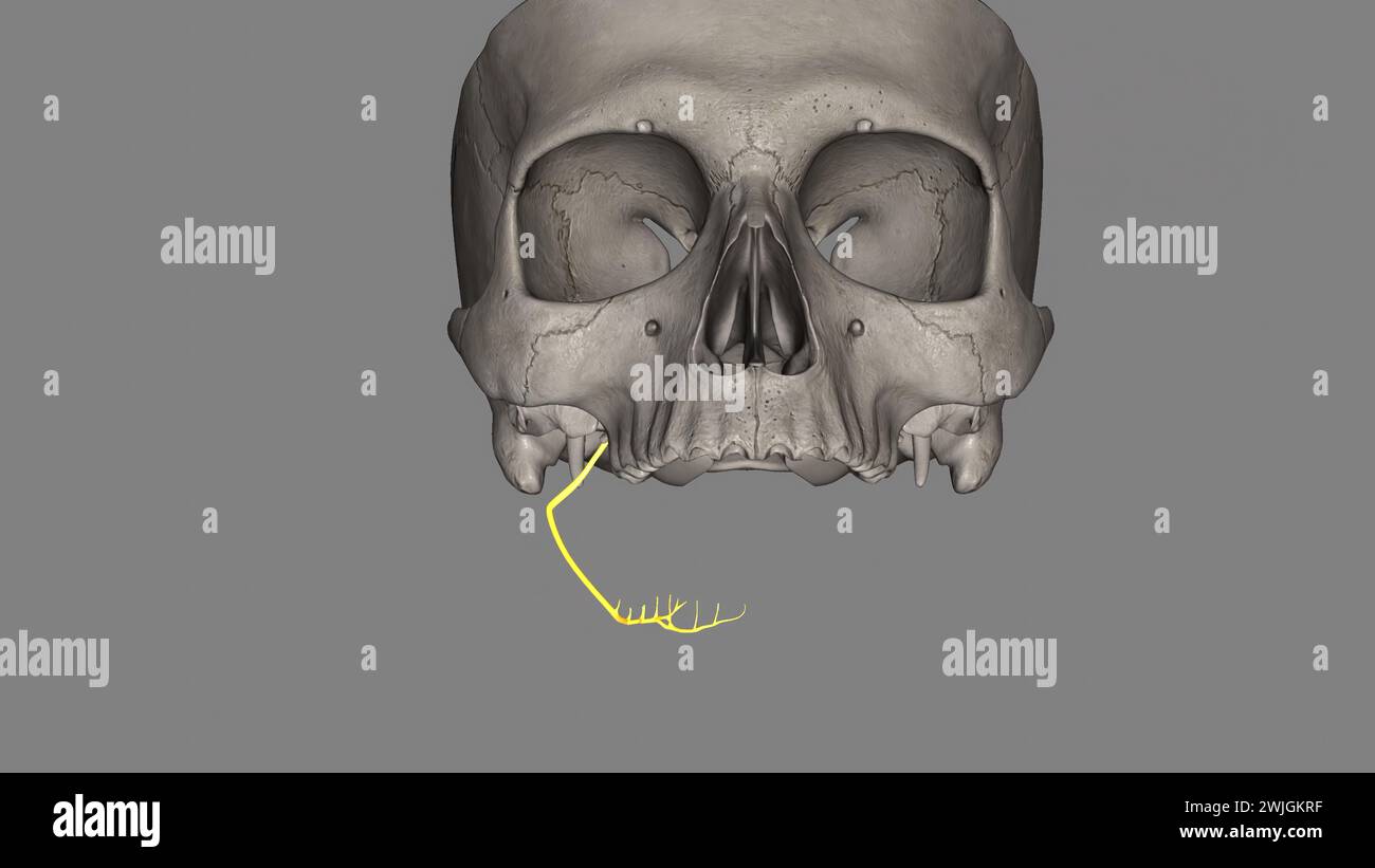 Der Nervus alveolaris inferior ist ein Ast des Nervus mandibularis