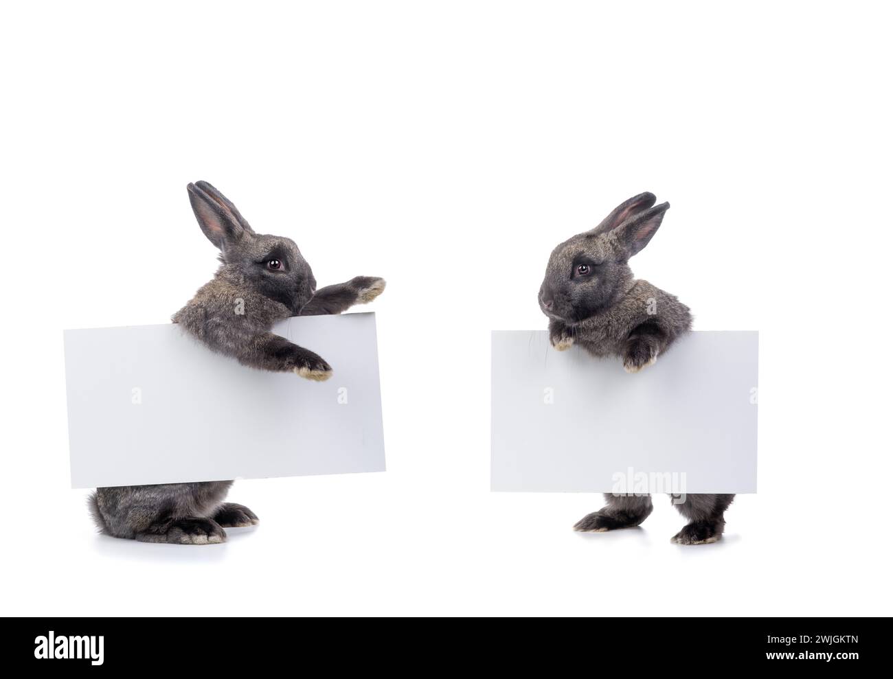 Zwei Kaninchen reden über die Osternähe. Schreiben Sie den Text auf die weißen Blätter, die die Kaninchen halten. Stockfoto