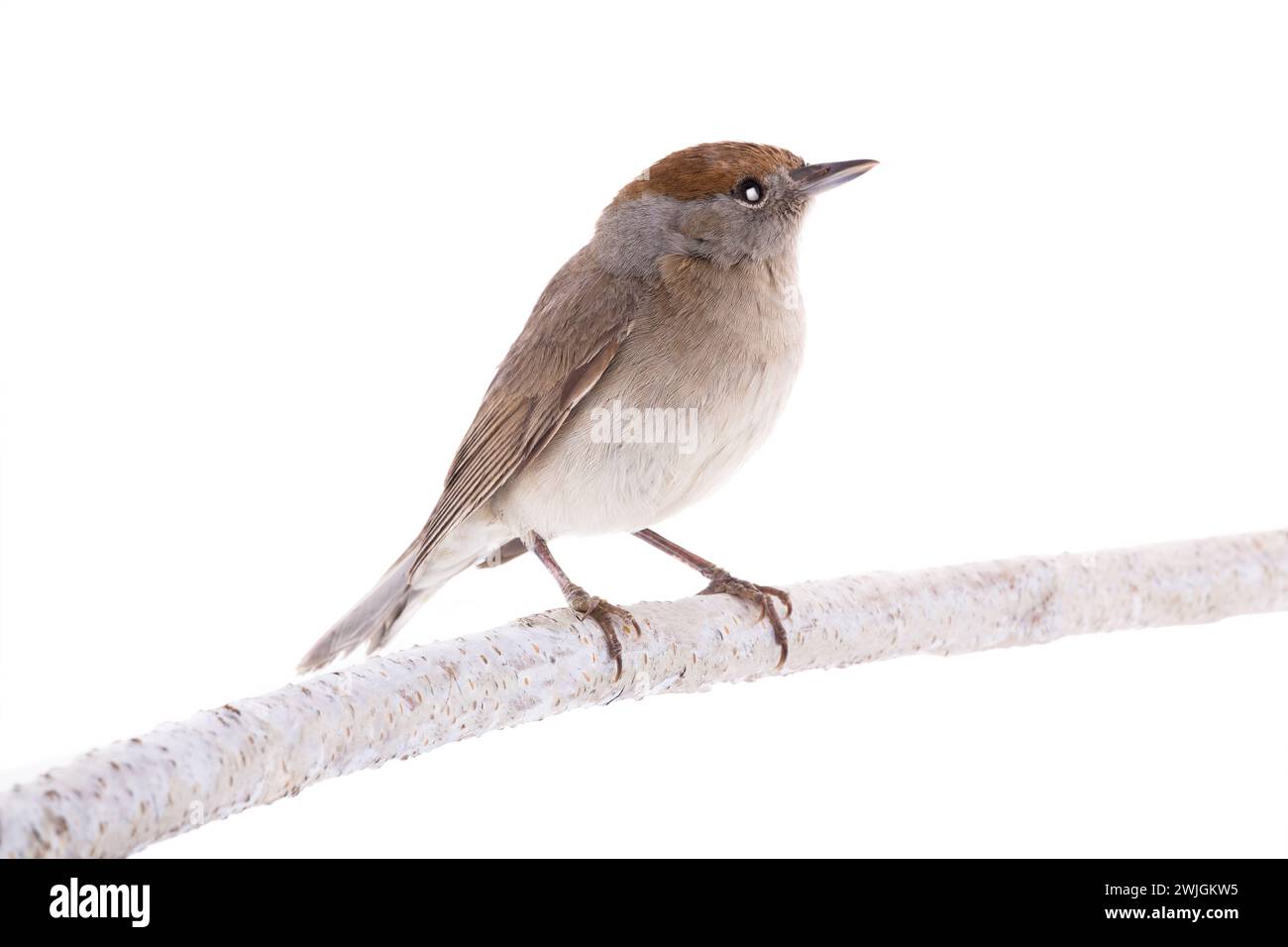 Weibliche (Sylvia atricapilla) eurasische Schwarzkappe isoliert auf weißem Hintergrund Stockfoto