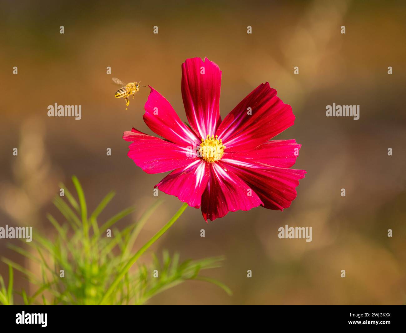 Schönes rotes Blütenblatt mit fliegenden Bienen Stockfoto