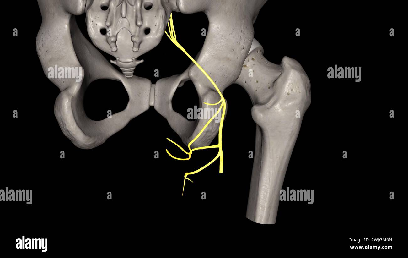 Nervo cutaneo femorale posteriore Fotos und Bildmaterial in hoher