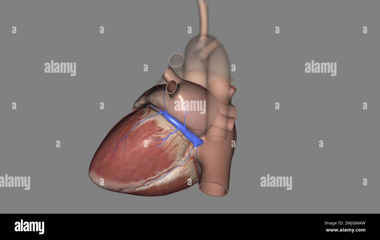 Der Koronarsinus beschreibt eine große Koronarvene, die sich im hinteren Teil der 3D-Abbildung des Herzens befindet Stockfoto