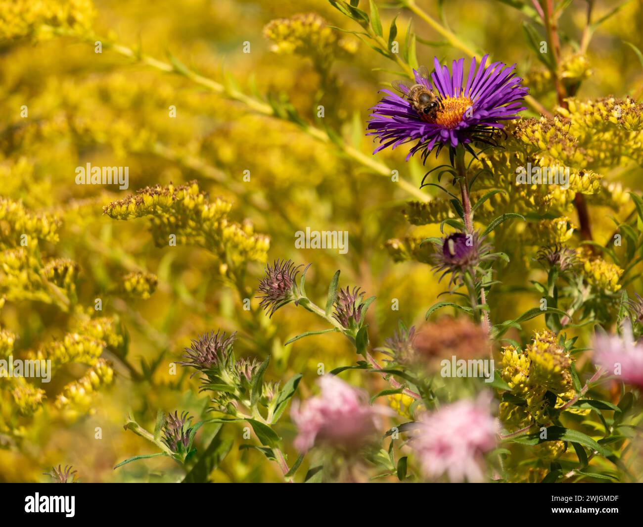 Schönheitsfeld mit lila Blume und einer Biene Stockfoto