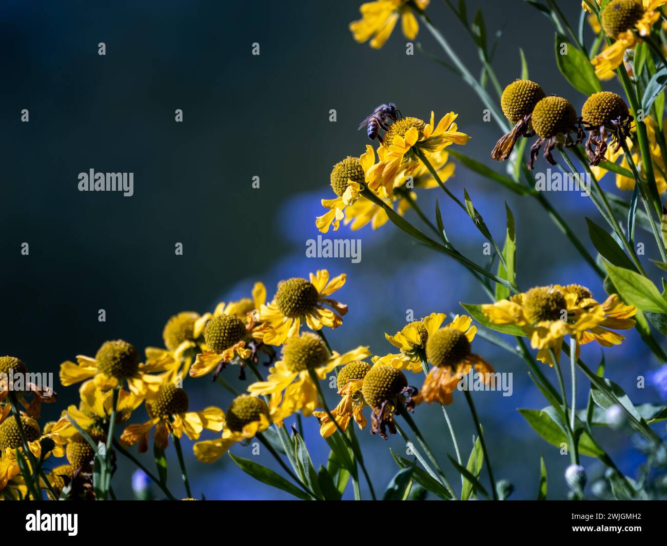 Gelbe Blumen mit einer Biene am Abend Stockfoto