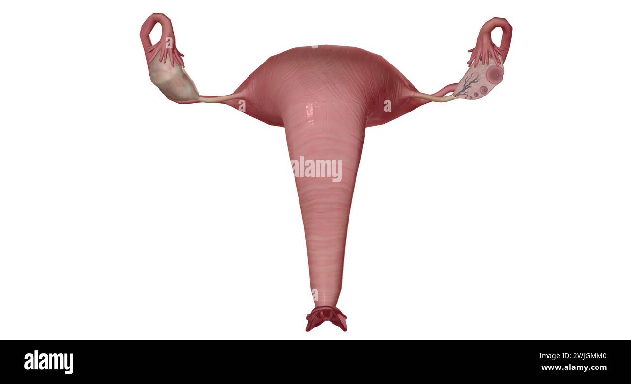 Eine Keimschicht umhüllt das gesamte Ovar, aus kuboidalen Epithelzellen. 3D-Rendering Stockfoto