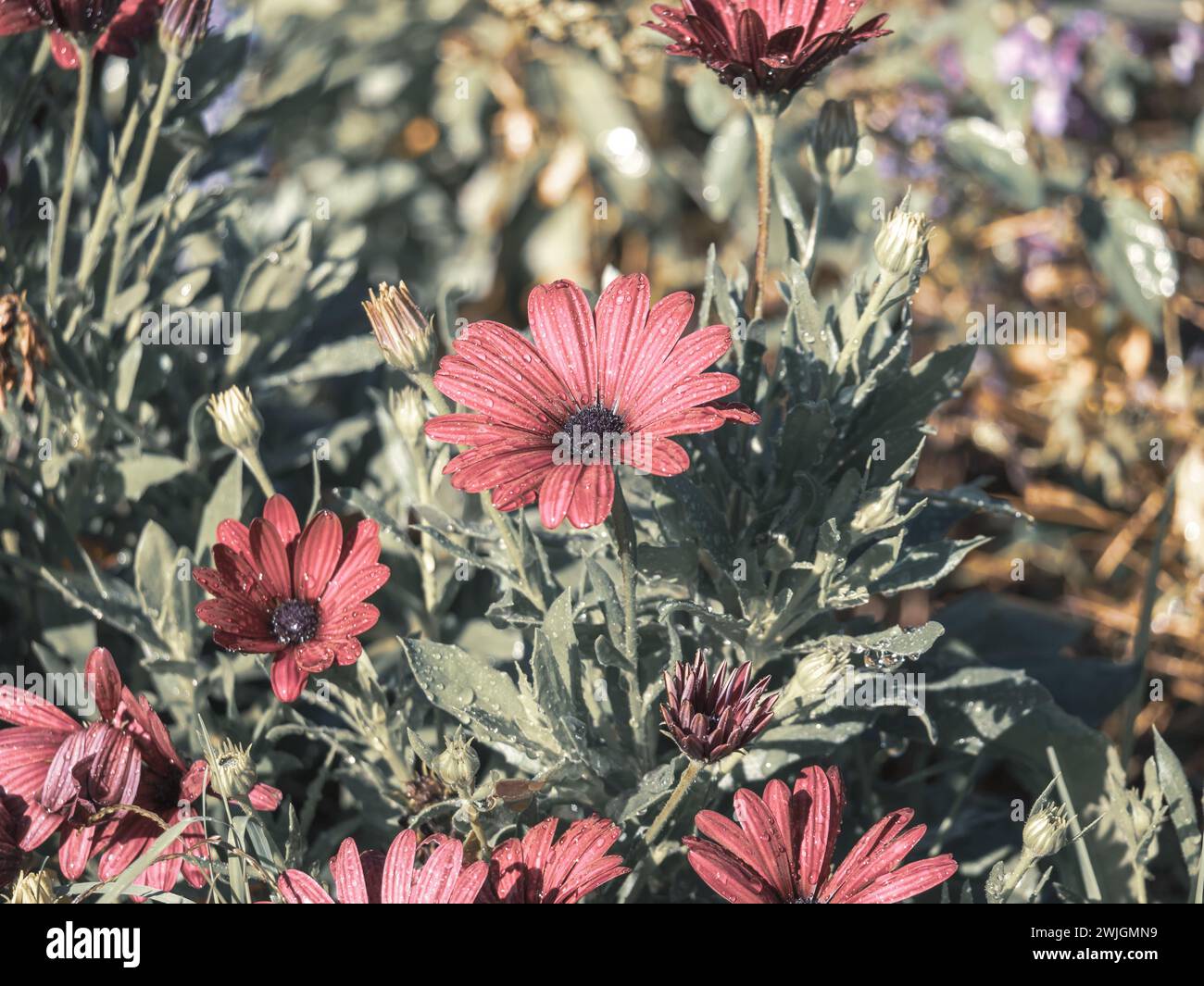 Braune Blüten an einem regnerischen Tag in der Natur Stockfoto