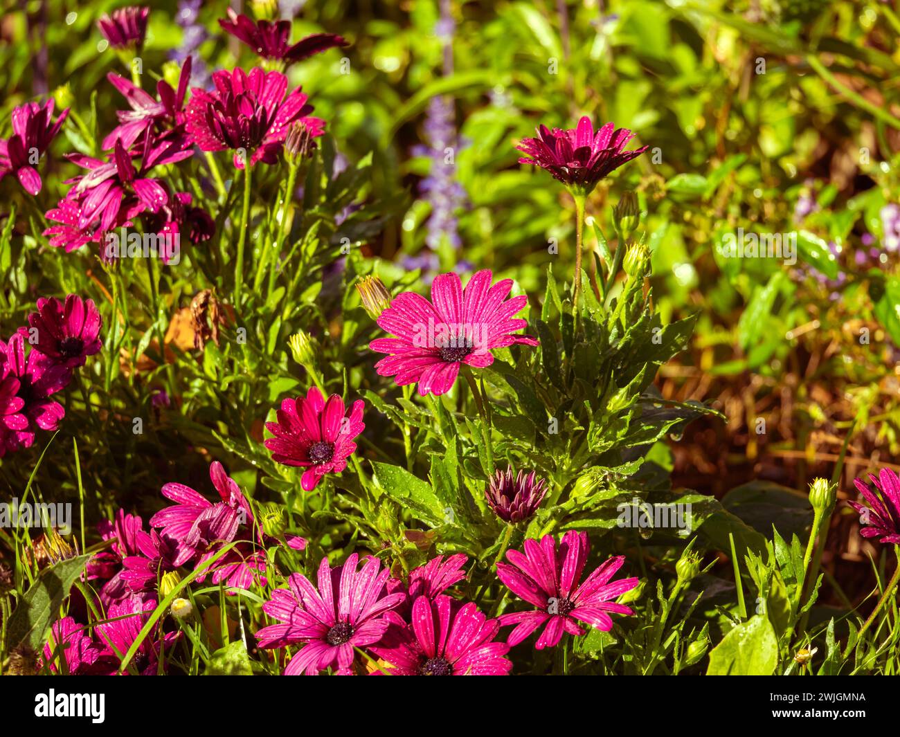 Rote, nasse Blumen an einem sonnigen Tag Stockfoto