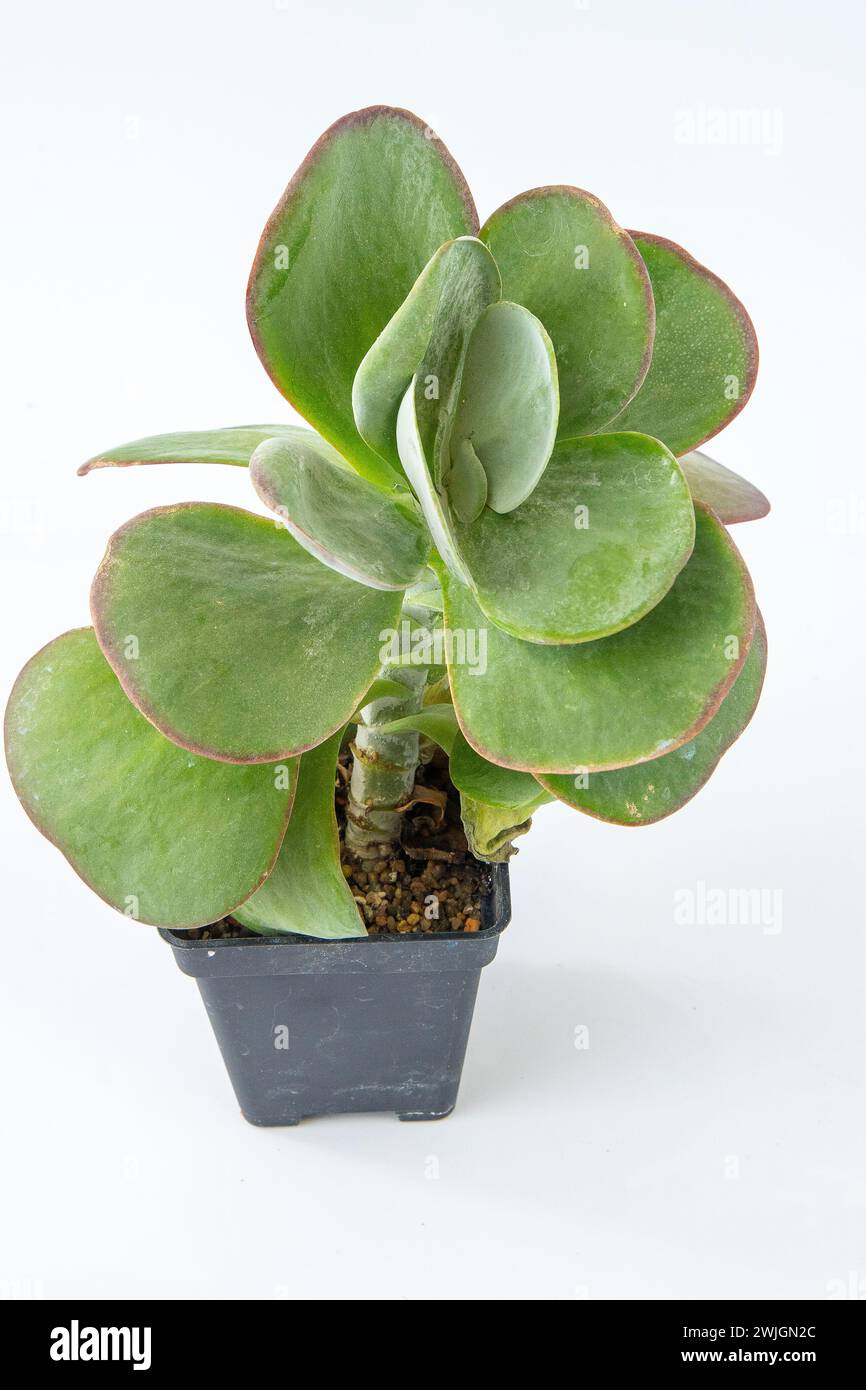 Kalanchoe thyrsiflora Pflanzensukkulent. Kleine Blume auf weißem Hintergrund Stockfoto