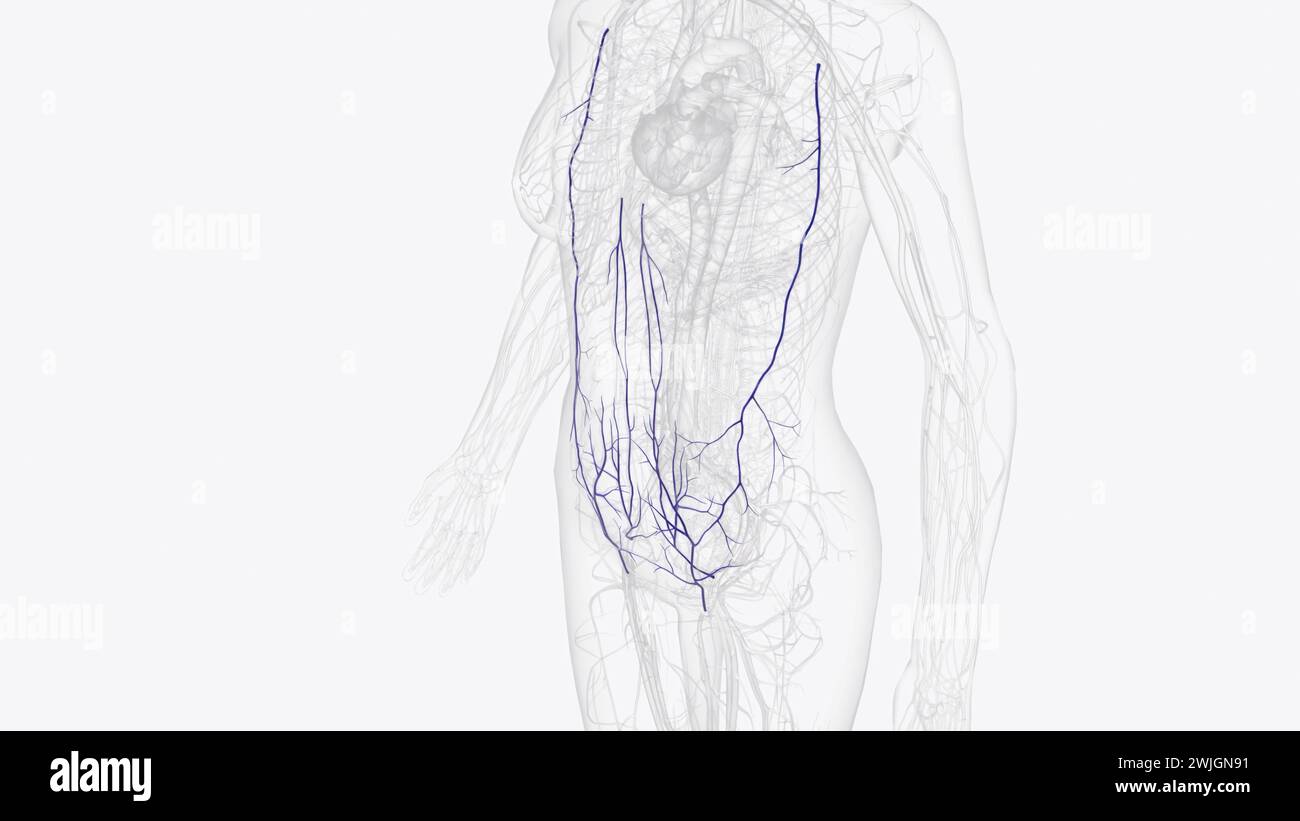 Die Venen des Abdomens entleeren desoxygeniertes Blut und bringen es in die 3D-Abbildung des Herzens zurück Stockfoto