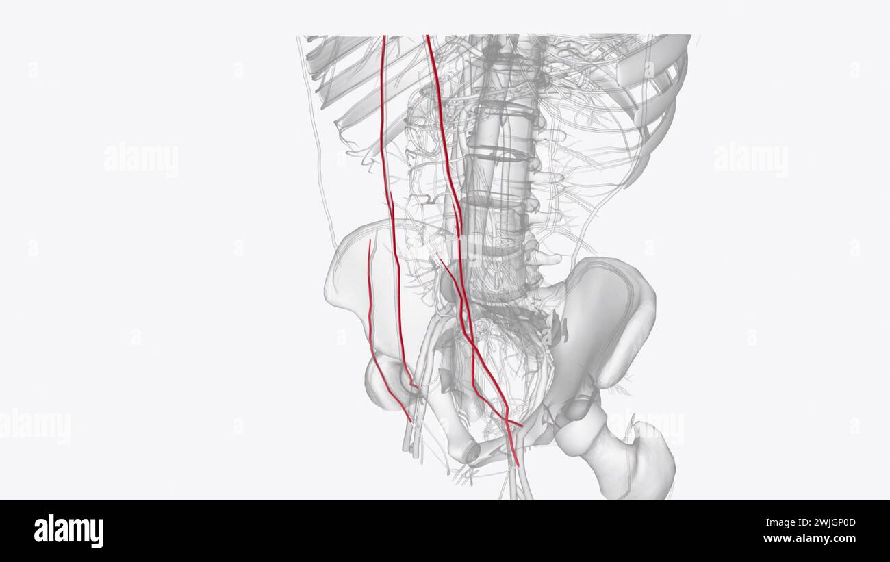 Die arterielle Versorgung des Abdomens erfolgt über die Äste der Aorta abdominalis 3d Abbildung Stockfoto